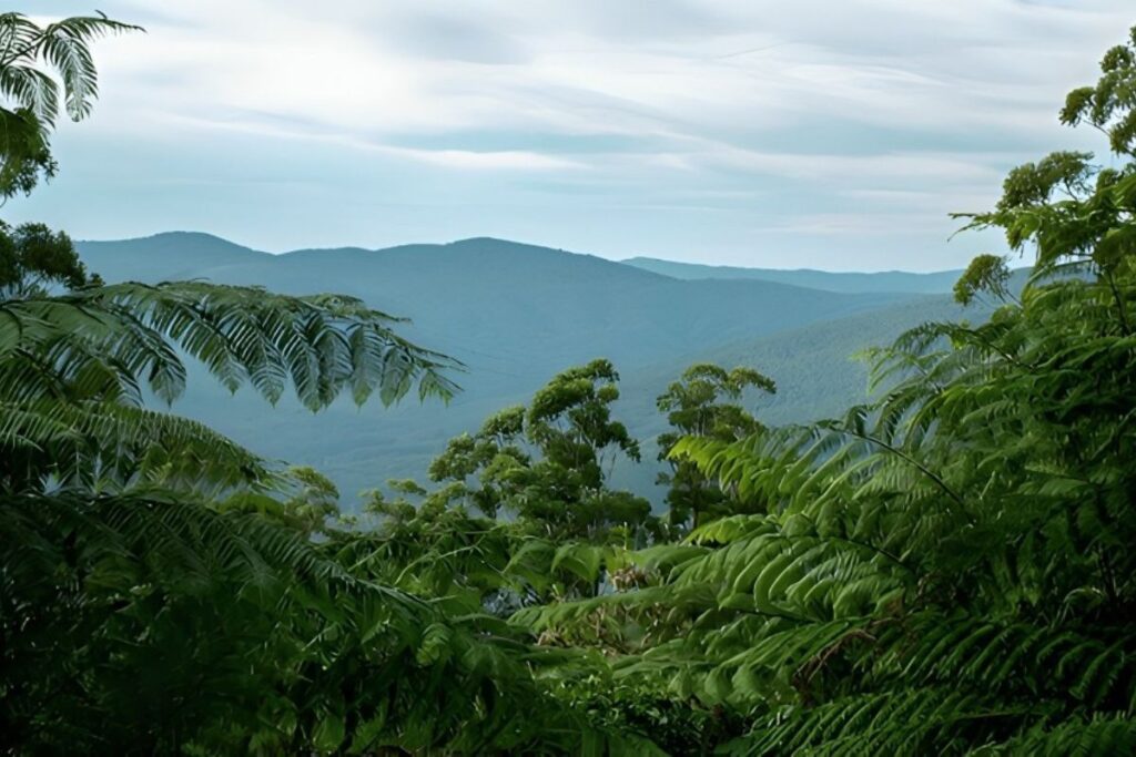 Mount Donna Buang