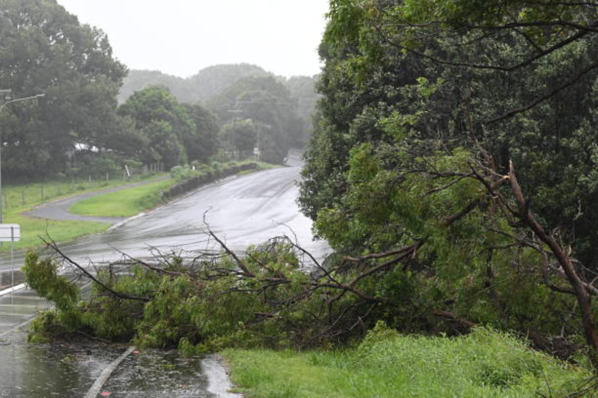 Tree fall